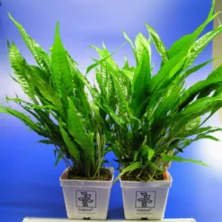 MUTTERPFLANZE Javafarn / Microsorum Pteropus -Hobby Verkäufe T11950ST 1 3