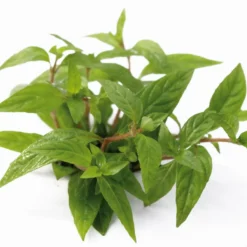 *** NEUHEIT *** Staurogyne Spec. 'Porto Velho'