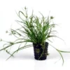 Kriechende Binse / Juncus Repens Im Topf -Hobby Verkäufe T133T 1 1