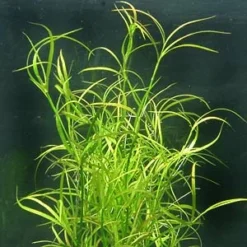 Kriechende Binse / Juncus Repens Im Topf -Hobby Verkäufe T133T 1 2