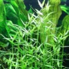 Tropica Asiatische Tagblume / Murdannia Keisak 2 Tropica Asiatische Tagblume / Murdannia Keisak -Hobby Verkäufe T135T 1 1
