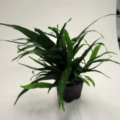 MUTTERPFLANZE Schmalblättriges Javafarn / Microsorum Pteropus Narrow