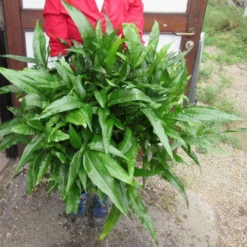 GIGANT MUTTERPFLANZE Javafarn / Microsorum Pteropus