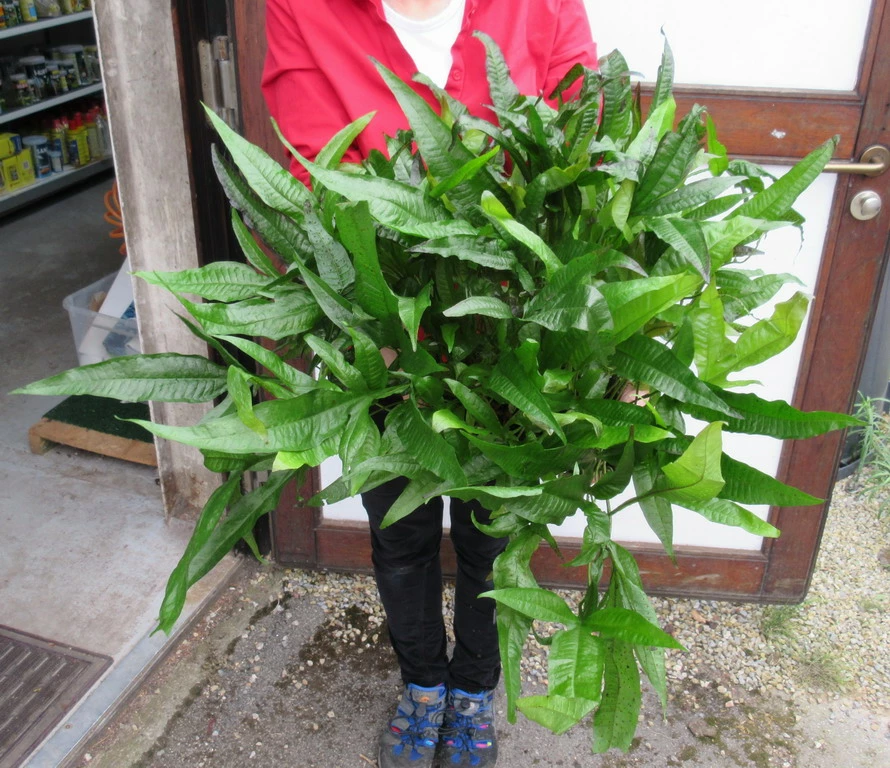 Super Große, Buschige MUTTERPFLANZE Javafarn / Microsorum Pteropus 3 Super Große, Buschige MUTTERPFLANZE Javafarn / Microsorum Pteropus