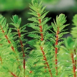 Brasilianisches Tausendblatt - Papageienfeder Im Topf / Myriophyllum Brasiliensis