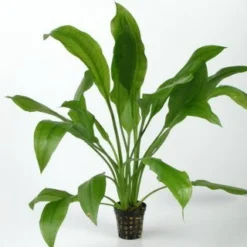 Schmalblättrige Amazonas-Schwertpflanze / Echinodorus Amazonicus