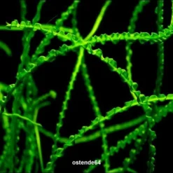 Dauerwellen-Hakenlilie / Crinum Calamistratum