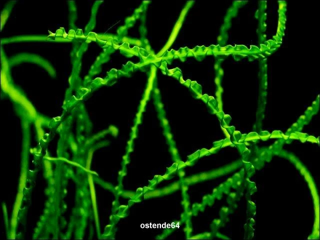 Dauerwellen-Hakenlilie / Crinum Calamistratum 3 Dauerwellen-Hakenlilie / Crinum Calamistratum