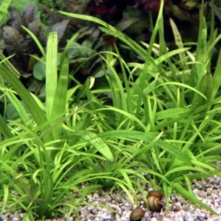 Breites Pfeilkraut / Sagittaria Platyphyla Im Topf