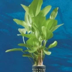 Dennerle Echinodorus Kleiner Bär - Dschungelstar Nr. 2