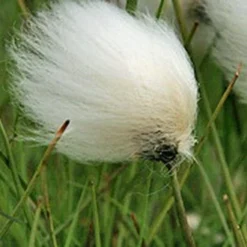 Schmallblättriges Wollgras / Eriophorum Angustifolium Im 9x9 Cm Topf -Hobby Verkäufe T20390ST 1 3
