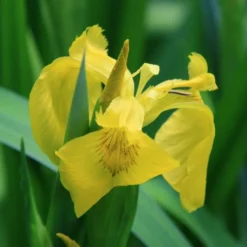 Wasserschwertlilie Oder Sumpfiris / Iris Pseudacorus Im 9x9 Cm Topf 7 Wasserschwertlilie Oder Sumpfiris / Iris Pseudacorus Im 9x9 Cm Topf -Hobby Verkäufe T20433ST 1 3