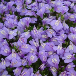 Violett-/Blaues Lippenmäulchen / Mazus Reptans Blau Im 9x9 Cm Topf