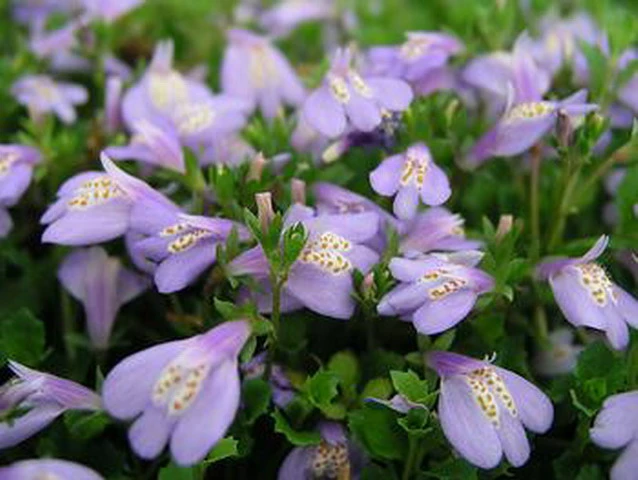 Violett-/Blaues Lippenmäulchen / Mazus Reptans Blau Im 9x9 Cm Topf 4 Violett-/Blaues Lippenmäulchen / Mazus Reptans Blau Im 9x9 Cm Topf – Bild 2