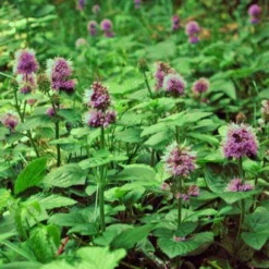Wasserminze / Mentha Aquatica Im 9x9 Cm Topf