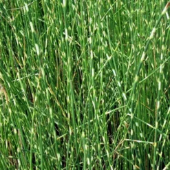 Zebrasimse / Scirpus Tabernaemontani Zebrinus Im 9x9 Cm Topf