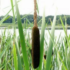 Breitblättriger Rohrkolben / Typha Latifolia Im 9x9 Cm Topf 5 Breitblättriger Rohrkolben / Typha Latifolia Im 9x9 Cm Topf -Hobby Verkäufe T20661ST 1 2