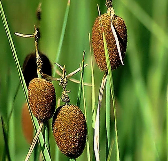 Zwergrohrkolben / Typha Minima Im 9x9 Cm Topf 4 Zwergrohrkolben / Typha Minima Im 9x9 Cm Topf – Bild 2