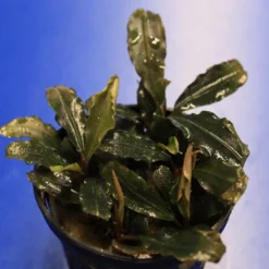 Mini Bucephalandra / Bucephalandra Sp. 'mini Catherinae' ***Top RARITÄT*** -Hobby Verkäufe T220998AN 1 2