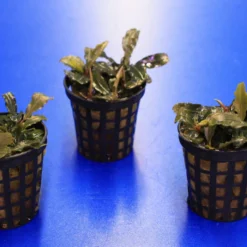 Mini Bucephalandra / Bucephalandra Sp. 'mini Catherinae' ***Top RARITÄT*** -Hobby Verkäufe T220998AN 1 4