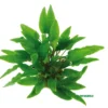 Grüner Wasserkelch / Cryptocoryne Wendtii Grün -Hobby Verkäufe T226OK 1 1