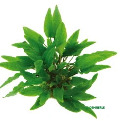 Grüner Wasserkelch / Cryptocoryne Wendtii Grün