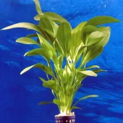 Dennerle Echinodorus Python - E03 - Dschungelstar Nr. 3