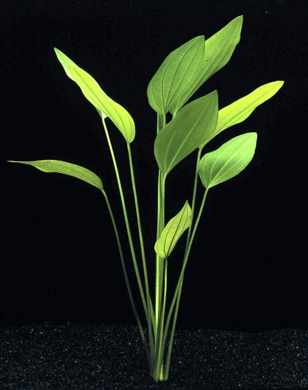 MUTTERPFLANZE DER WOCHE Echinodorus / Schwertpflanze 6 MUTTERPFLANZE DER WOCHE Echinodorus / Schwertpflanze – Bild 4