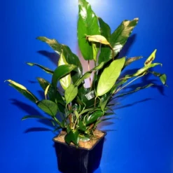 MUTTERPFLANZE DER WOCHE Anubias / Speerblatt -Hobby Verkäufe T302wf 1 4