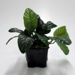 MUTTERPFLANZE DER WOCHE Anubias / Speerblatt -Hobby Verkäufe T302wf 1 5