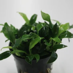 Pangolin-Speerblatt / Anubias Barteri Var. Nana 'Pangolino' RARITÄT