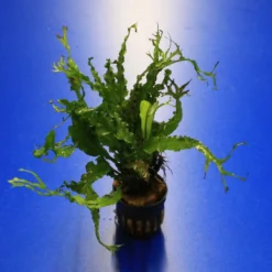 RARITÄT Microsorum Pteropus 'Twisted Leaf'