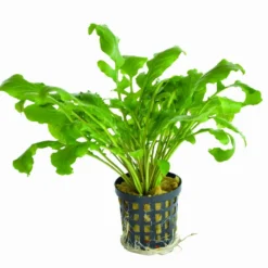 Wassermeerrettich / Rorippa Aquatica (Armoracia)