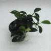 RARITÄT Kriechende Anubias / Anubias Nana 'paxing' -Hobby Verkäufe T312wf 1 1