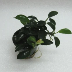 RARITÄT Kriechende Anubias / Anubias Nana 'paxing'