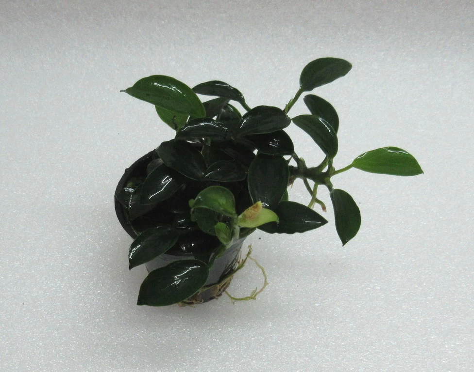 RARITÄT Kriechende Anubias / Anubias Nana 'paxing' 3 RARITÄT Kriechende Anubias / Anubias Nana 'paxing'