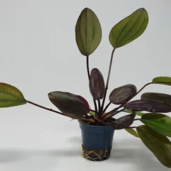 Kirschrote Schwertpflanze / Echinodorus Aflame 5 Kirschrote Schwertpflanze / Echinodorus Aflame -Hobby Verkäufe T313wf 1 4