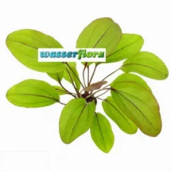 Auge Des Teufels / Echinodorus Devils Eye