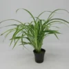 Zebragras - Grünlilie / Chlorophytum Bichetii Im Topf 1 Zebragras - Grünlilie / Chlorophytum Bichetii Im Topf -Hobby Verkäufe T315DE 1 1