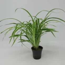 Zebragras - Grünlilie / Chlorophytum Bichetii Im Topf