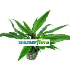 Thwaites' Lagenandra / Lagenandra Thwaitesii