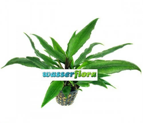 Thwaites' Lagenandra / Lagenandra Thwaitesii 3 Thwaites' Lagenandra / Lagenandra Thwaitesii