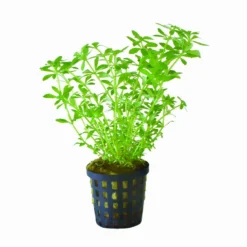 Vietnam Sumpffreund / Limnophila Sp. Vietnam Mini