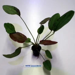 Indianer Schwertpflanze / Echinodorus 'Indian Red'