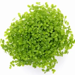 Monte-Carlo Zwergperlkraut / Micranthemum Spec. 'Monte Carlo'