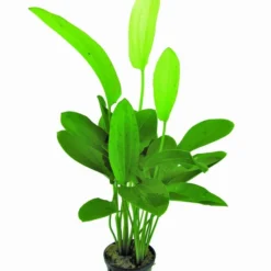 Dreifarbige Schwertpflanze / Echinodorus 'Tricolor'