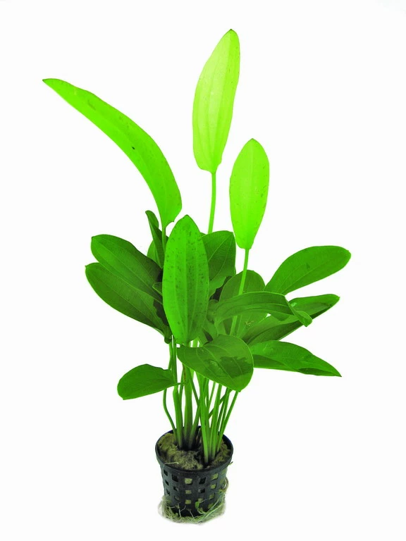 Dreifarbige Schwertpflanze / Echinodorus 'Tricolor' 3 Dreifarbige Schwertpflanze / Echinodorus 'Tricolor'