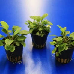 Ranalisma Rostratum - Kleiner, Hellgrüner Bodendecker *** RARITÄT***