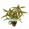 Kleines Papageienblatt / Alternanthera Reineckii Im Topf 2 Kleines Papageienblatt / Alternanthera Reineckii Im Topf -Hobby Verkäufe T321wf 1