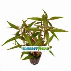 Kleines Papageienblatt / Alternanthera Reineckii Im Topf